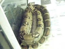big redtail